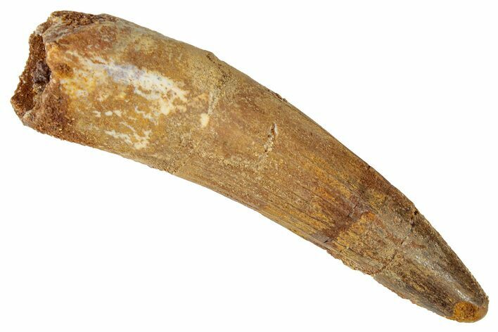 Fossil Spinosaurus Tooth - Real Dinosaur Tooth #346298